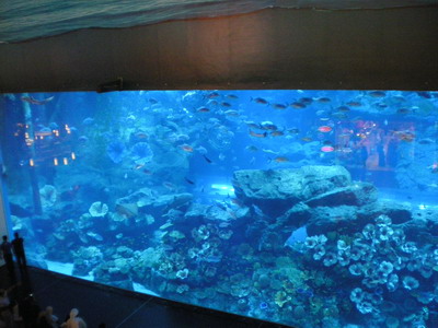 The aquarium inside Dubai Mall