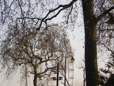 The London Eye viewed from Embankment Gardens