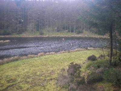 Hungry red kites flock to Nant Yr Arian