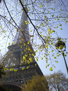 The Eiffel Tower and Spring blossom