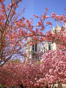 Notre Dame and Spring blossom