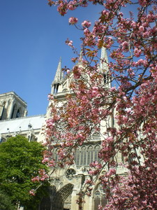 Notre Dame and Spring blossom
