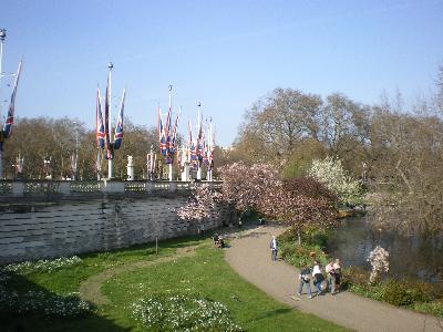 The Union Jacks lay idle on a still Spring day on the edge of St James's Park