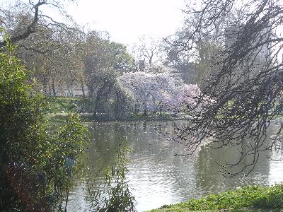 A very British scene in St James's Park, with the Spring blossom and daffodils adding some welcome colour